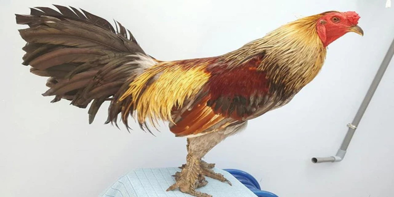 Kinh Nghiệm Nuôi Gà Vảy Hiệu Quả, Thắng Lớn 6 Kinh nghiệm nuôi gà vảy giúp tăng trưởng nhanh