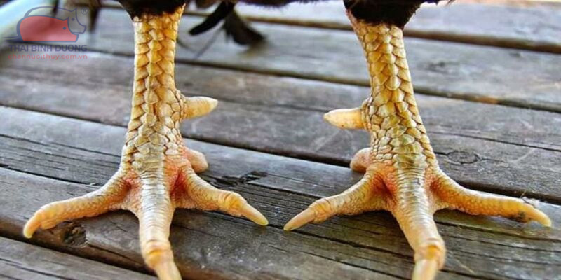 Kinh Nghiệm Nuôi Gà Vảy Hiệu Quả, Thắng Lớn 5 Kinh nghiệm nuôi gà vảy hiệu quả