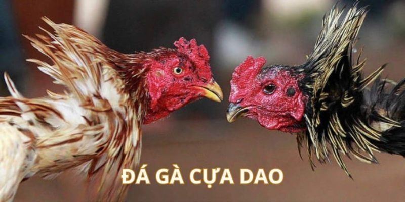Đá Gà Cựa Dao - Trận Chiến Của Những Chú Gà Xuất Sắc Nhất 6 Đá gà cựa dao được hiểu là lắp thêm phụ kiện để gà đá nguy hiểm hơn