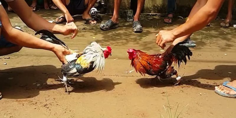 Đá Gà Cựa Sắt - Hé Lộ Mẹo Cược Luôn Thắng 6 Các giải đá gà cựa sắt với sự tham gia của đa dạng giống