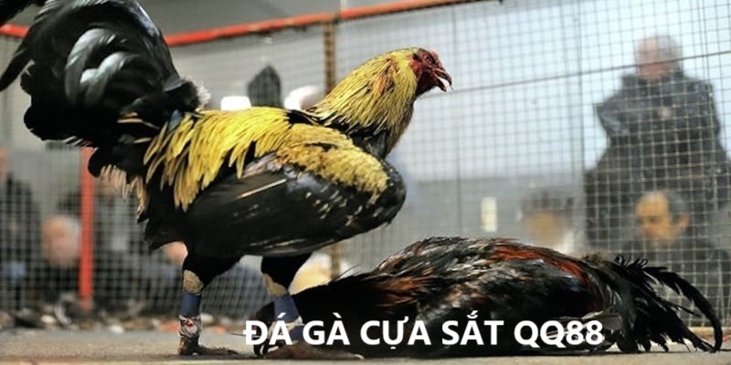 Đá Gà Cựa Sắt - Hé Lộ Mẹo Cược Luôn Thắng 5 Khám phá đá gà cựa sắt tại sân chơi QQ88
