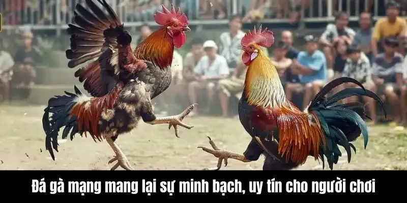 Đá Gà Mạng - Những Trận Đấu Kịch Tính Không Thể Bỏ Lỡ 6 Đá gà mạng mang lại sự minh bạch, uy tín cho người chơi