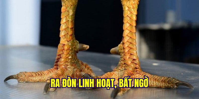 Khám Phá Gà Vảy Linh Giáp Tử Đá Như Nào? Cách Nhận Biết 7 Chú gà vảy linh giáp tử đá như nào?