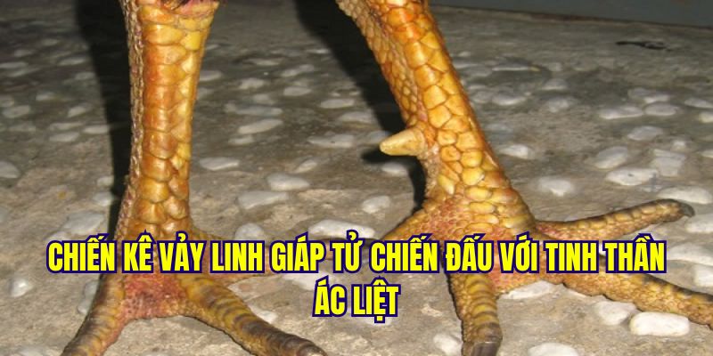 Khám Phá Gà Vảy Linh Giáp Tử Đá Như Nào? Cách Nhận Biết 8 Gà vảy linh giáp tử đá như nào với tinh thần ác liệt?