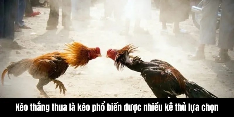 Đá Gà Mạng - Những Trận Đấu Kịch Tính Không Thể Bỏ Lỡ 7 Kèo thắng thua là kèo phổ biến được nhiều kê thủ lựa chọn