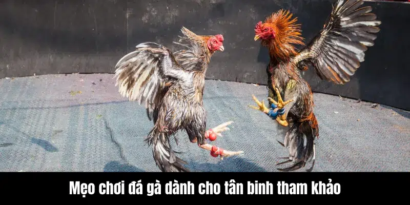 Đá Gà Trực Tiếp - Theo Dõi Giải Đấu Hấp Dẫn Hàng Đầu Châu Á 9 Mẹo chơi đá gà dành cho tân binh tham khảo