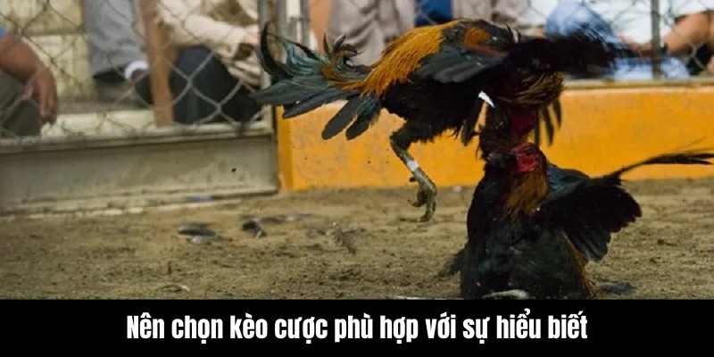 Đá Gà Mạng - Những Trận Đấu Kịch Tính Không Thể Bỏ Lỡ 9 Nên chọn kèo cược phù hợp với sự hiểu biết