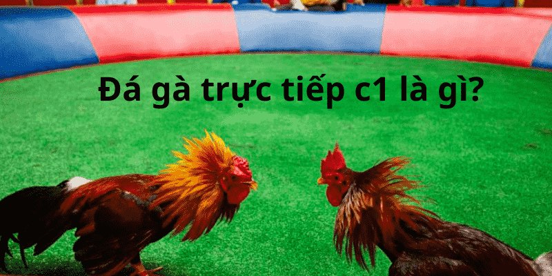 Trực Tiếp Đá Gà C1 - Trải Nghiệm Cá Cược Đỉnh Cao 5 Sơ lược về loại hình đá gà C1 tại nhà cái QQ88