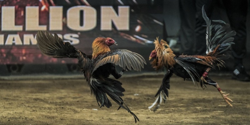 Trực Tiếp Đá Gà Thomo - Game Cá Cược Hấp Dẫn Nhất 2024 6 Sự góp mặt của các BLV chuyên nghiệp