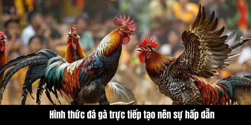 Đá Gà Trực Tiếp - Theo Dõi Giải Đấu Hấp Dẫn Hàng Đầu Châu Á 6 Tìm hiểu về hình thức đá gà trực tiếp và các yếu tố tạo nên sự hấp dẫn
