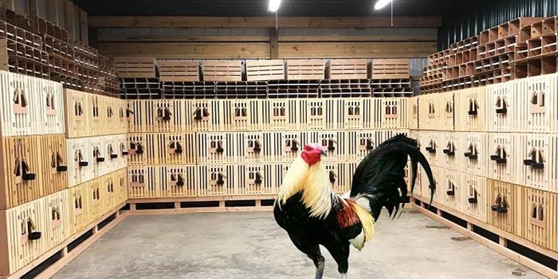 Vảy Gà Vấn Sáo Là Gì? Đặc Điểm Quý Hiếm Của Chiến Kê 6 Ngoài nhận biết vảy gà vấn sáo là gì thì bạn còn cần hiểu cách chăm sóc