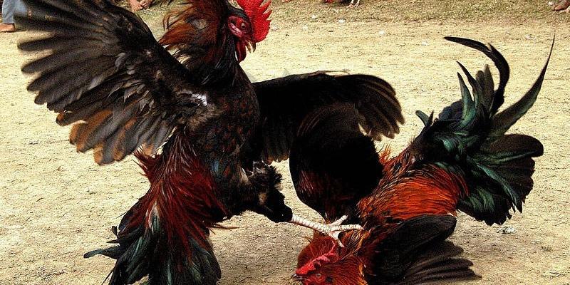Đá Gà Campuchia - Thể Loại Giải Trí Hot Nhất 8 Xem gà có khỏe mạnh hay không qua ngoại hình của gà